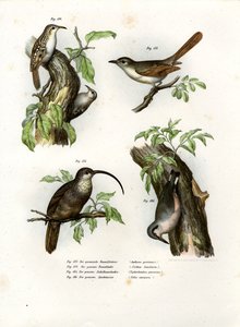 Treecreeper